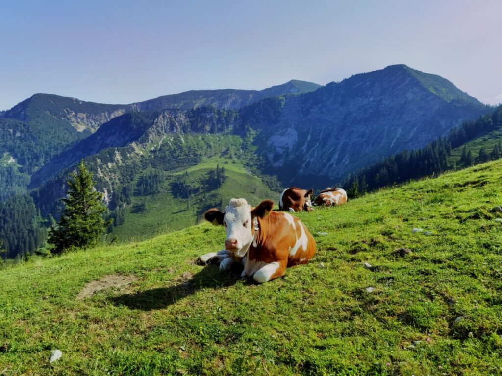 Das Sudelfeld an der Sudelfeldstraße: Im Sommer grasen die Kühe hier